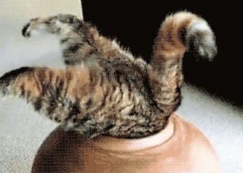 Qu'est-ce qui fait peur aux chats ?