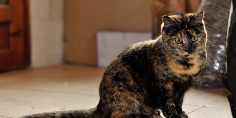 Comment savoir si c'est de l'écaille de tortue ?