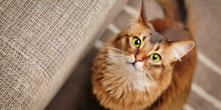 Comment savoir si un chat ne va pas bien ?