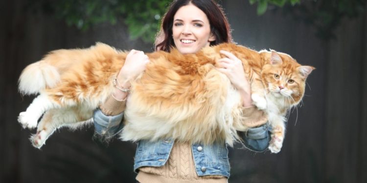 Quel aliment attire le plus les chats ?