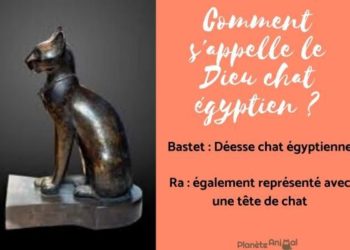 Quelle déesse égyptienne est représentée sous la forme d'un chat ?