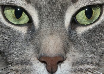 Pourquoi le chat Est-il vénéré dans l'Égypte antique ?