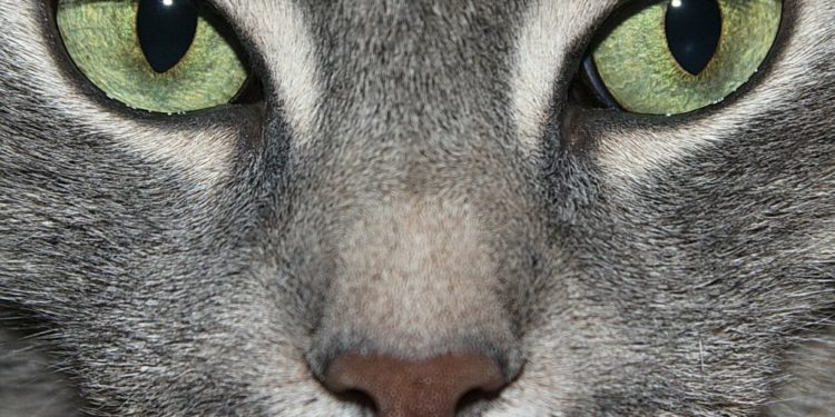 Pourquoi le chat Est-il vénéré dans l'Égypte antique ?