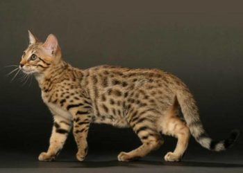 Comment s'appelle le chat qui ressemble à un léopard ?