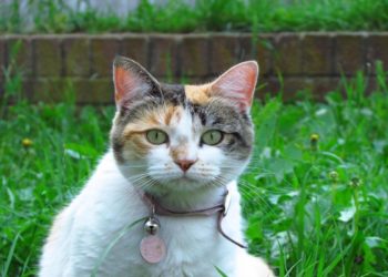 Pourquoi les chats tricolores ne sont que des femelles ?