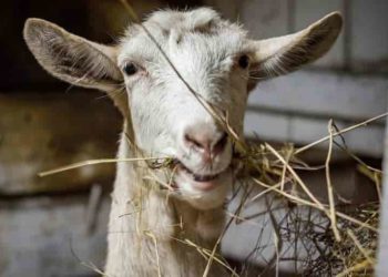 Pourquoi les chèvres ont des clochettes ?