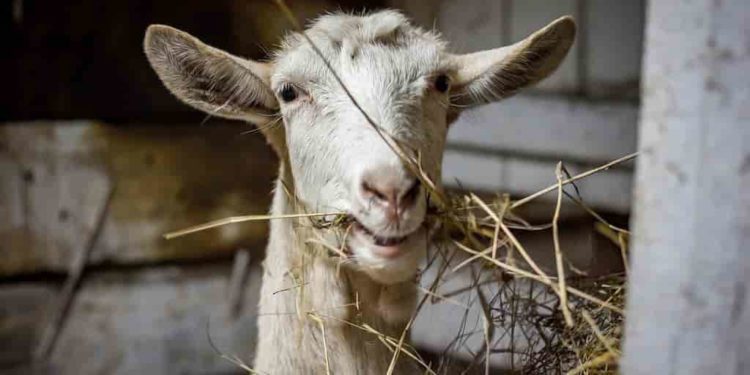 Pourquoi les chèvres ont des clochettes ?