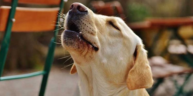 Pourquoi les chiens hurlent ils ?