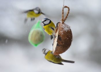 Pourquoi les noix sont mauvaises pour les chiens ?