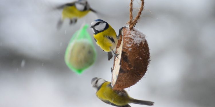 Pourquoi les noix sont mauvaises pour les chiens ?