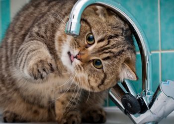Pourquoi les chiens n'aiment pas l'eau ?