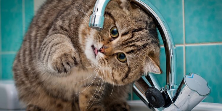 Pourquoi les chiens n'aiment pas l'eau ?