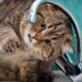Pourquoi les chiens n'aiment pas l'eau ?