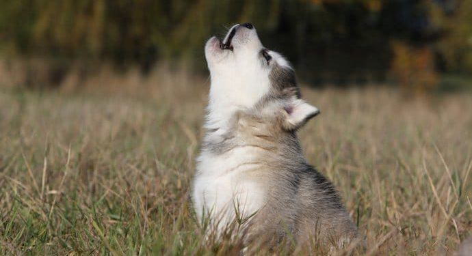 Comment calmer un chien qui hurle à la mort ?