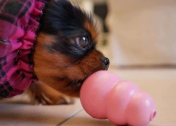 Pourquoi mon chien lèche les tissus ?