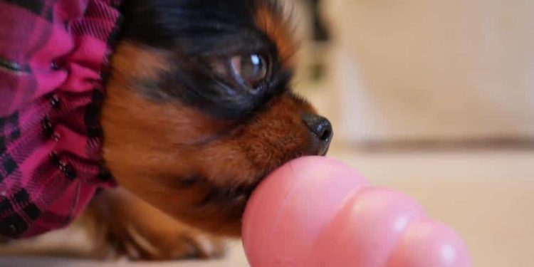 Pourquoi mon chien lèche les tissus ?