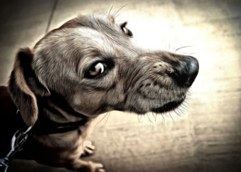 Comment savoir si un chien est agressif ?