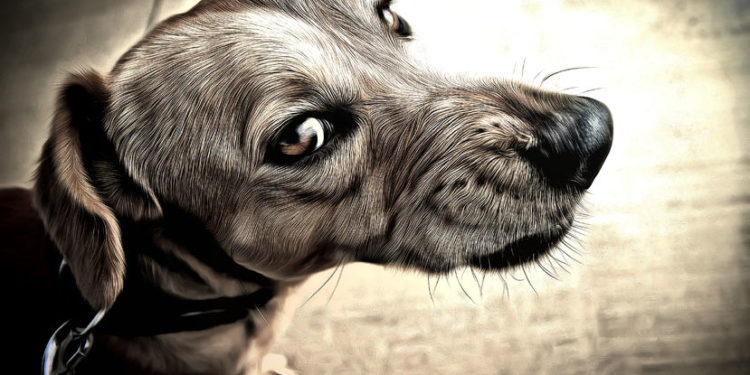 Comment savoir si un chien est agressif ?