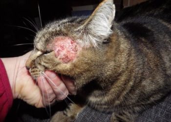 Pourquoi un chat se lèche et s'arrache les poils ?