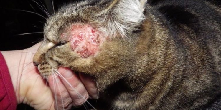 Pourquoi un chat se lèche et s'arrache les poils ?