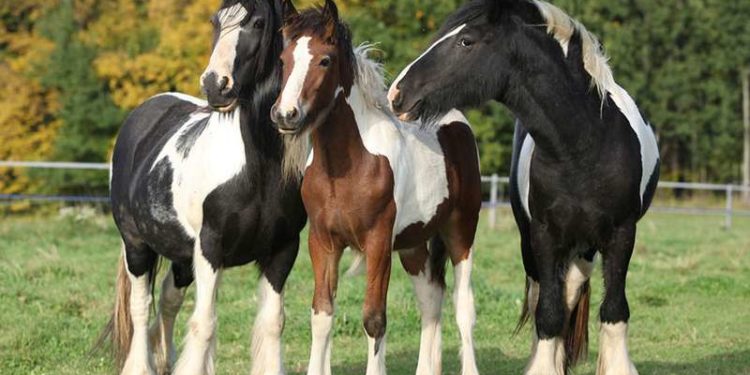 Pourquoi les oiseaux dorment debout ?