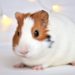 Comment les cochon d'Inde font l'amour ?