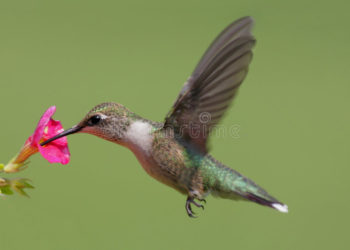 Qui mange le colibri ?