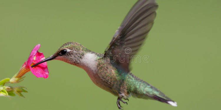 Qui mange le colibri ?