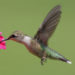 Qui mange le colibri ?