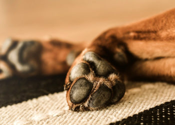 Comment soigner les coussinets d'un chien naturellement ?