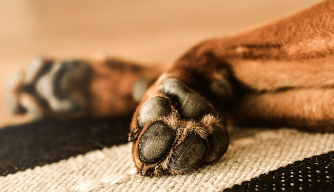 Comment soigner les coussinets d'un chien naturellement ?