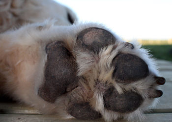 Comment soigner un coussinet blessé ?