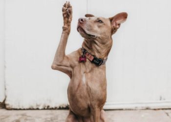 Pourquoi mon chien transpire des pattes ?