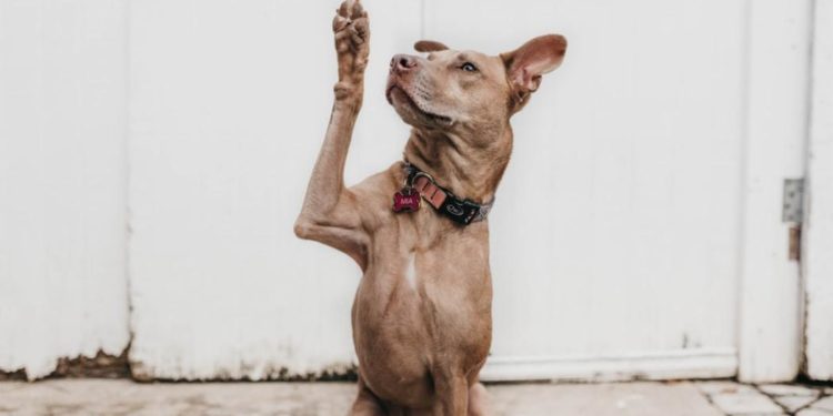 Pourquoi mon chien transpire des pattes ?