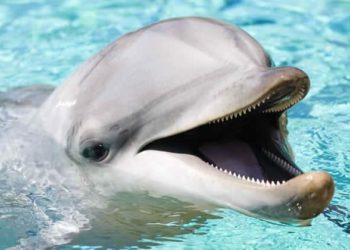 Est-ce que les dauphins aiment les humains ?