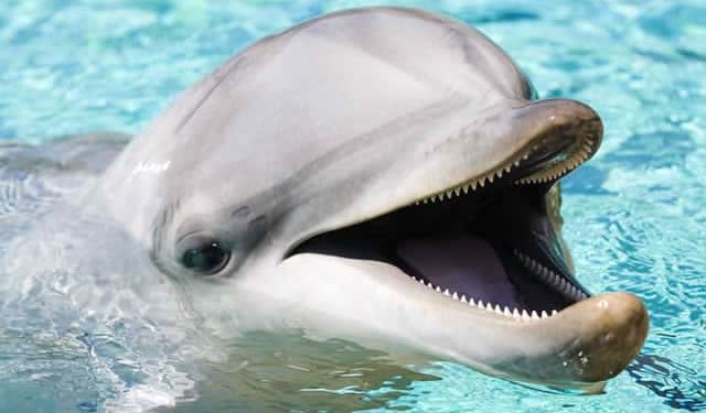 Est-ce que les dauphins aiment les humains ?