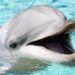 Est-ce que les dauphins aiment les humains ?