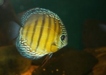 Quelle conductivité pour discus ?