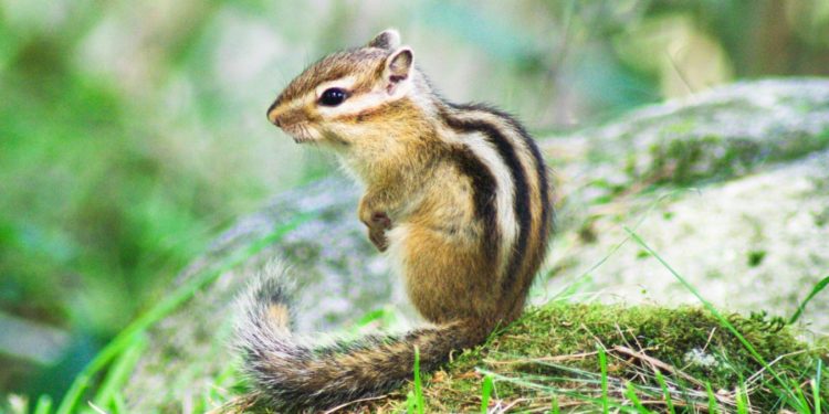 Comment élever un écureuil de Corée ?