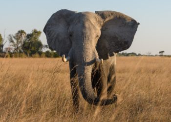 Pourquoi l'éléphant d'Asie est en voie de disparition ?