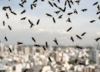 Pourquoi les fourmis volantes sortent par temps orageux ?