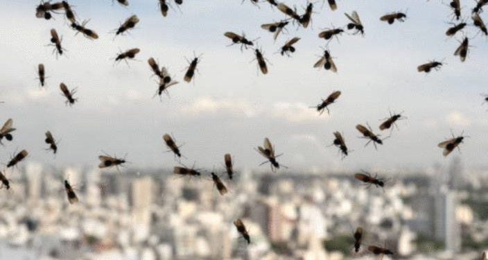 Pourquoi les fourmis volantes sortent par temps orageux ?