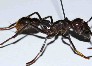 Quel est la piqûre la plus dangereuse ?