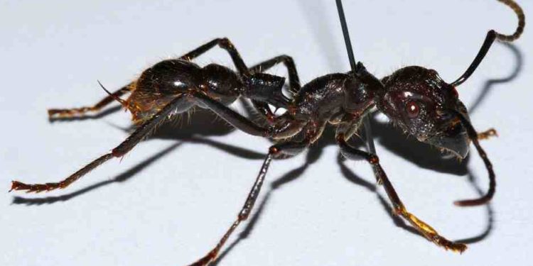 Quel est la piqûre la plus dangereuse ?