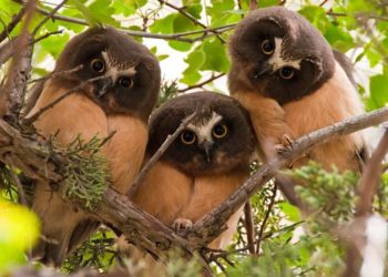 Quel est le féminin de hiboux ?