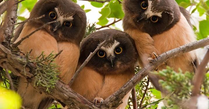 Quel est le féminin de hiboux ?