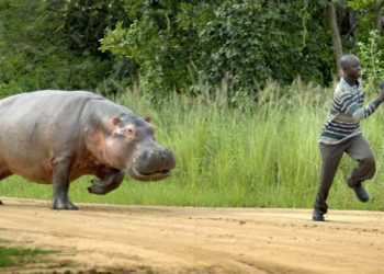 Pourquoi l'hippopotame est agressif ?