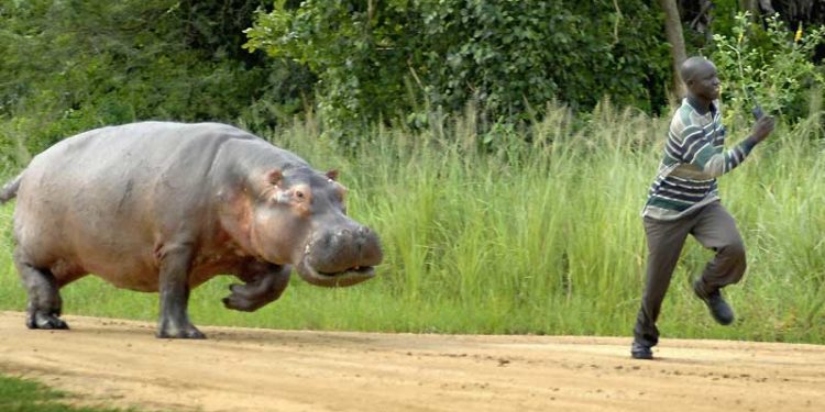 Pourquoi l'hippopotame est agressif ?