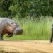 Pourquoi l'hippopotame est agressif ?