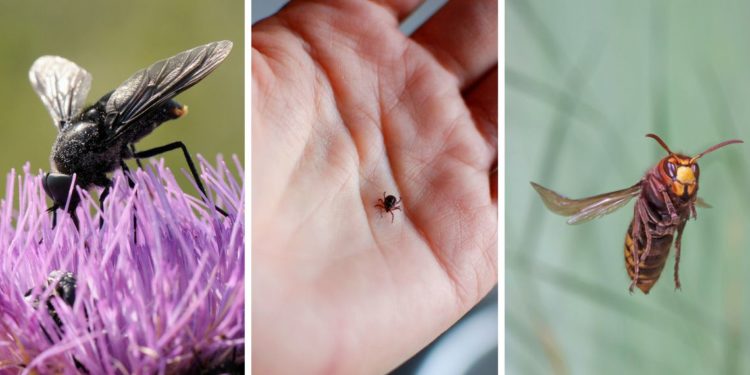 Comment éloigner les insectes qui piquent ?